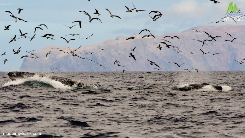 Bryde's whale and Cory's shearwaters