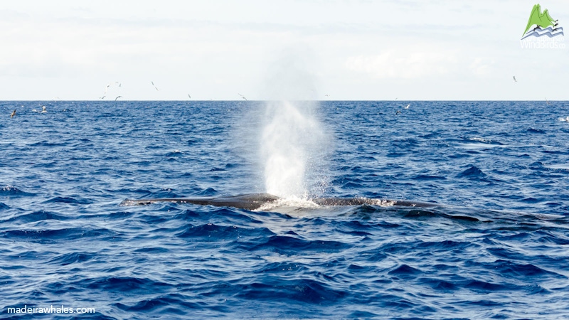 Bryde's whale