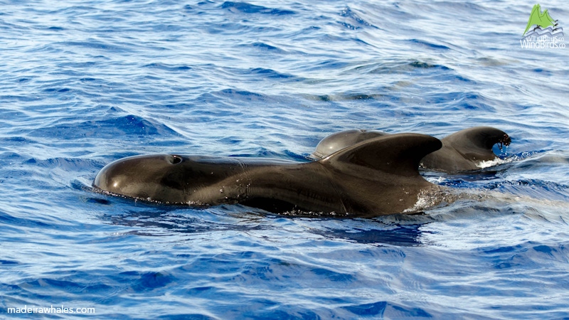 Short-finned pilot whale Globicephala macrorhynchus