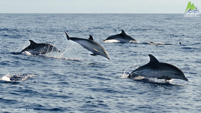 Atlantic spotted dolphin Stenella frontalis