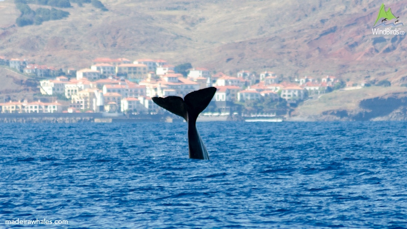 Sperm whale Physeter macrocephalus