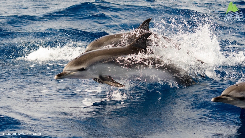Atlantic spotted dolphin Stenella frontalis