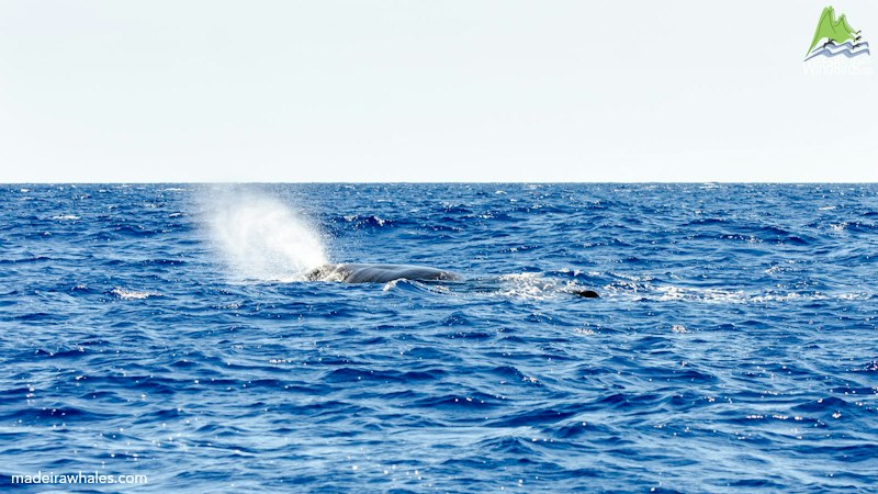 A sperm whale exhales a slanting plume of spray while its back remains near the surface.