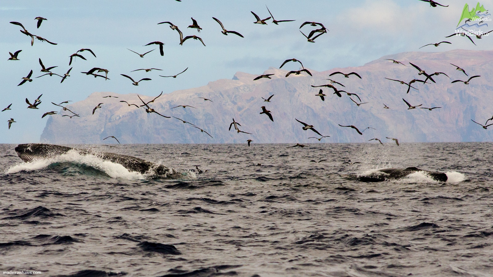 Bryde's whale and Cory's shearwaters