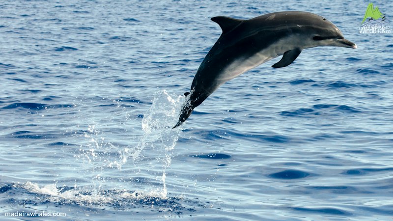 Atlantic spotted dolphin Stenella frontalis