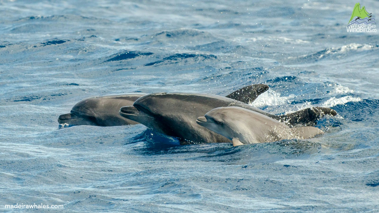 Bottlenose dolphins swim close together at the surface, showing curved backs and dorsal fins.