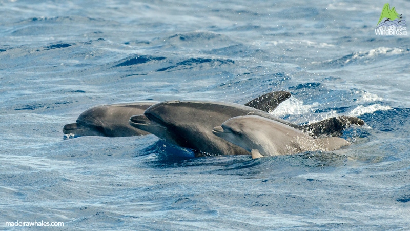 Common Bottlenose dolphin Tursiops truncatus