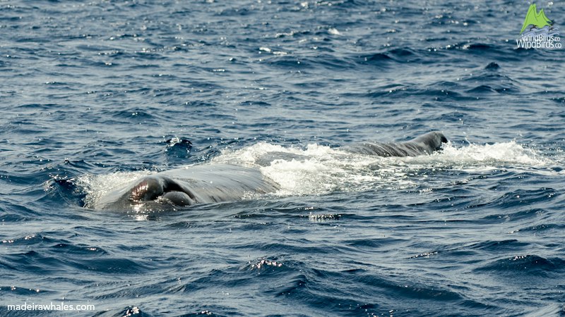 A sperm whale’s head emerges among small waves and white foam.