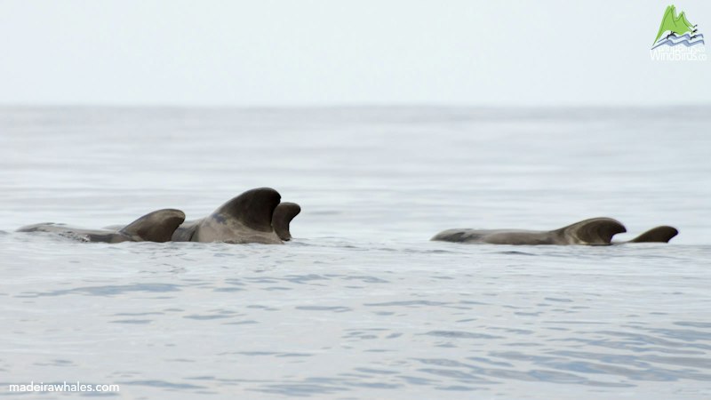 Short-finned pilot whales surface in a loose line across still water.