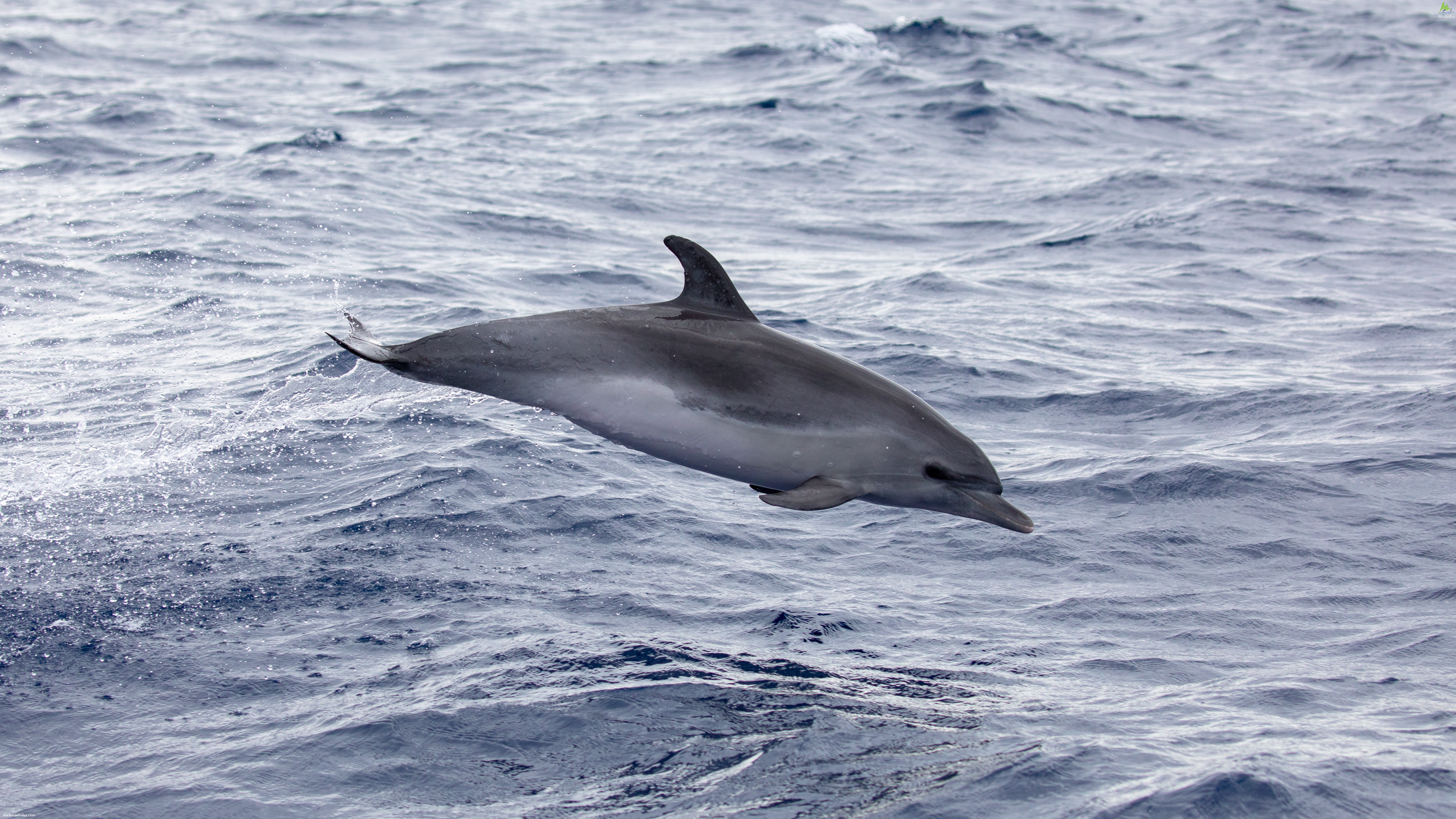 Common Bottlenose dolphin Tursiops truncatus