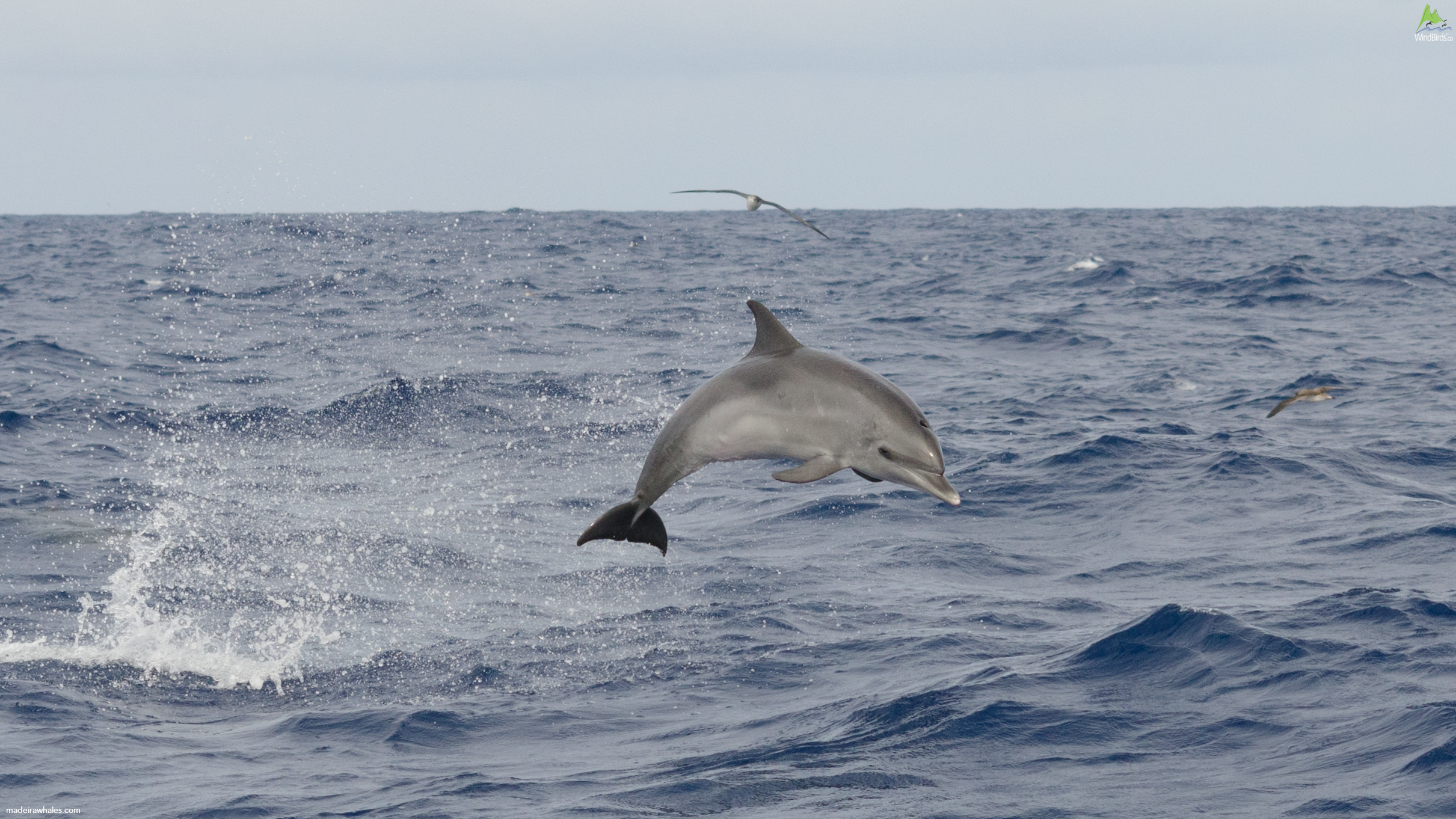 Atlantic Spotted dolphin Stenella frontalis
