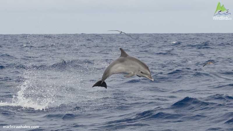 Atlantic Spotted dolphin Stenella frontalis