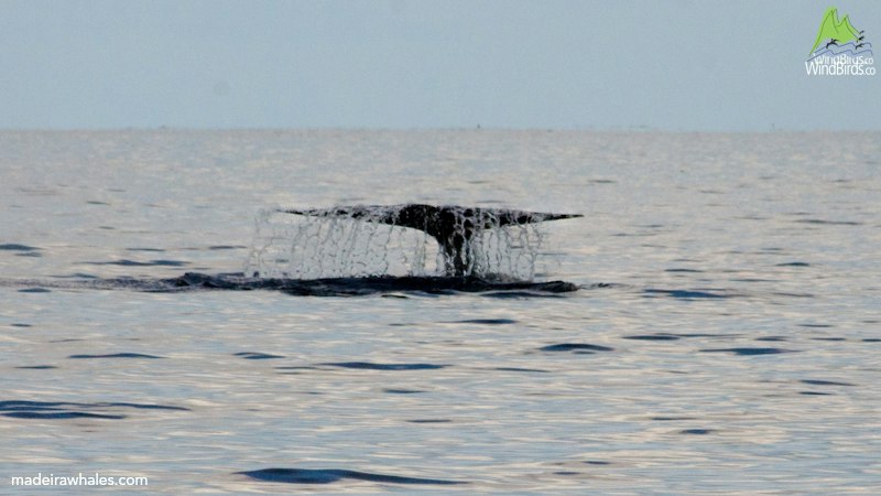 A blue whale raises its broad tail flukes above a calm sea, water falling from the edges.
