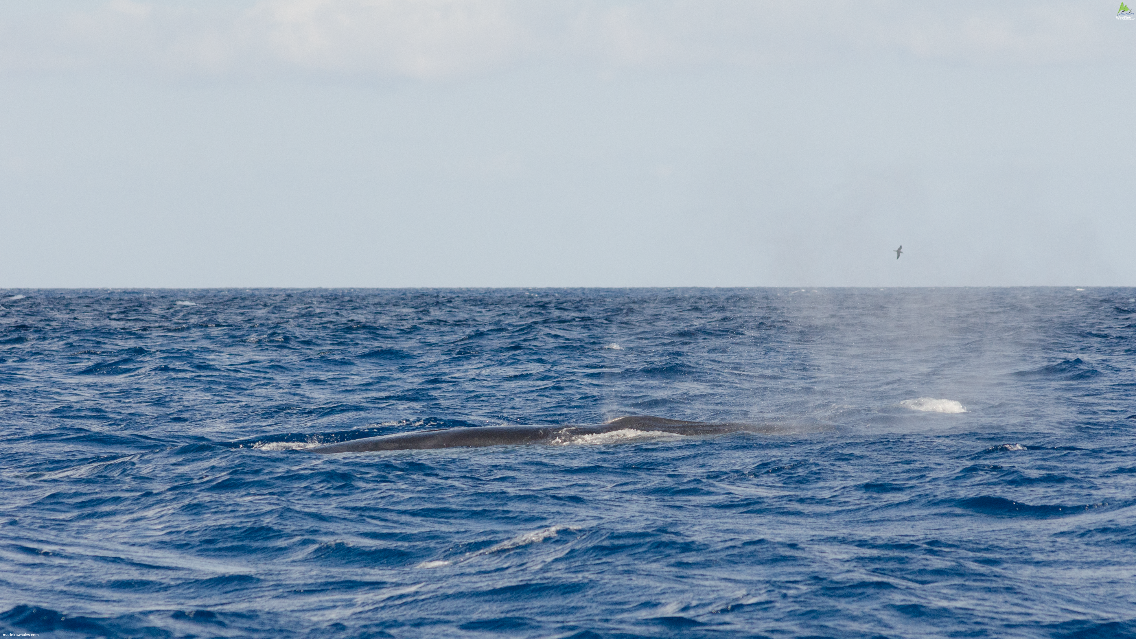 Sperm whale Physeter macrocephalus