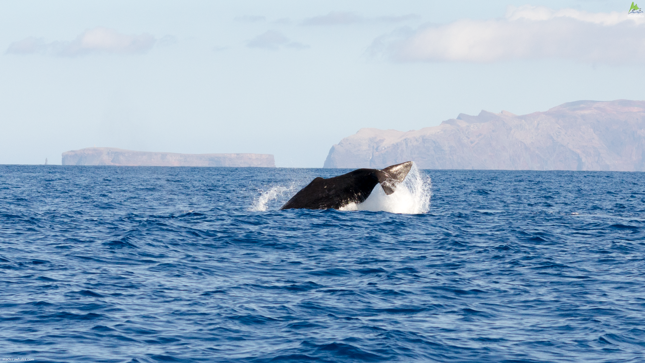 Sperm whale Physeter macrocephalus