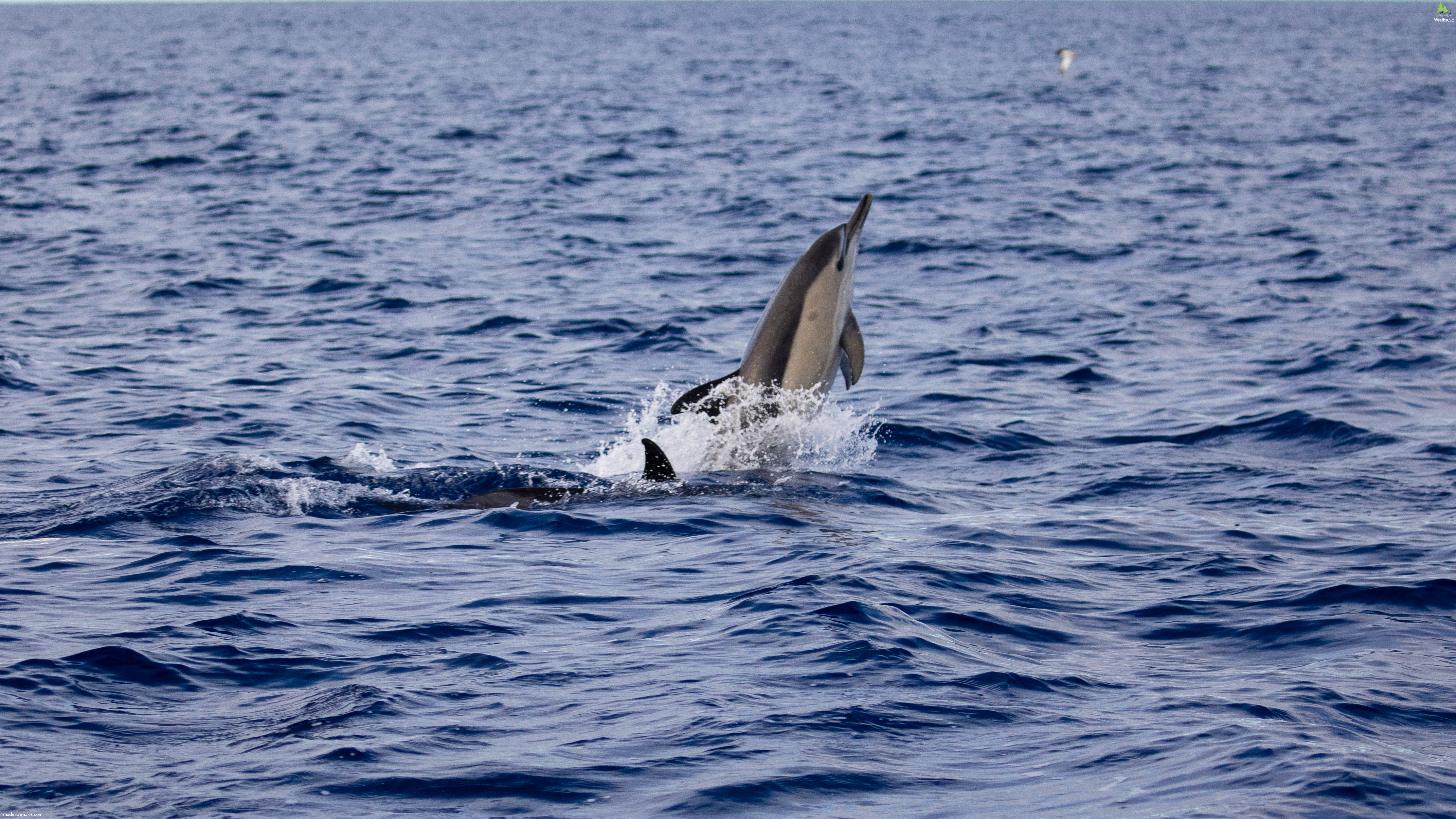 Short-beaked common dolphin Delphinus delphis