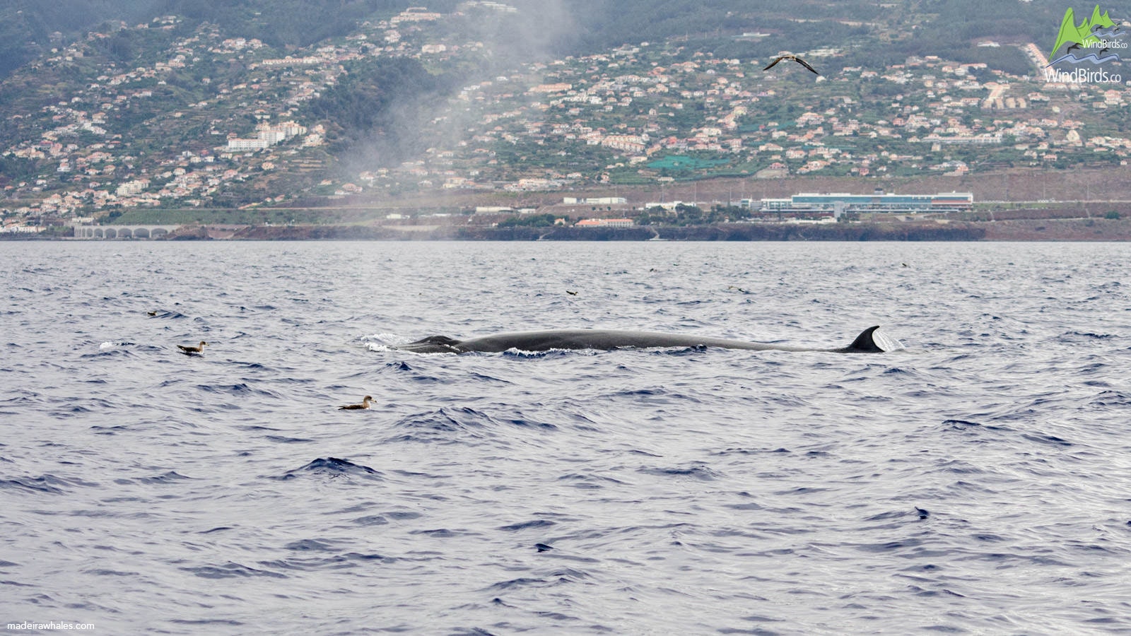 Bryde's whale Balaenoptera edeni