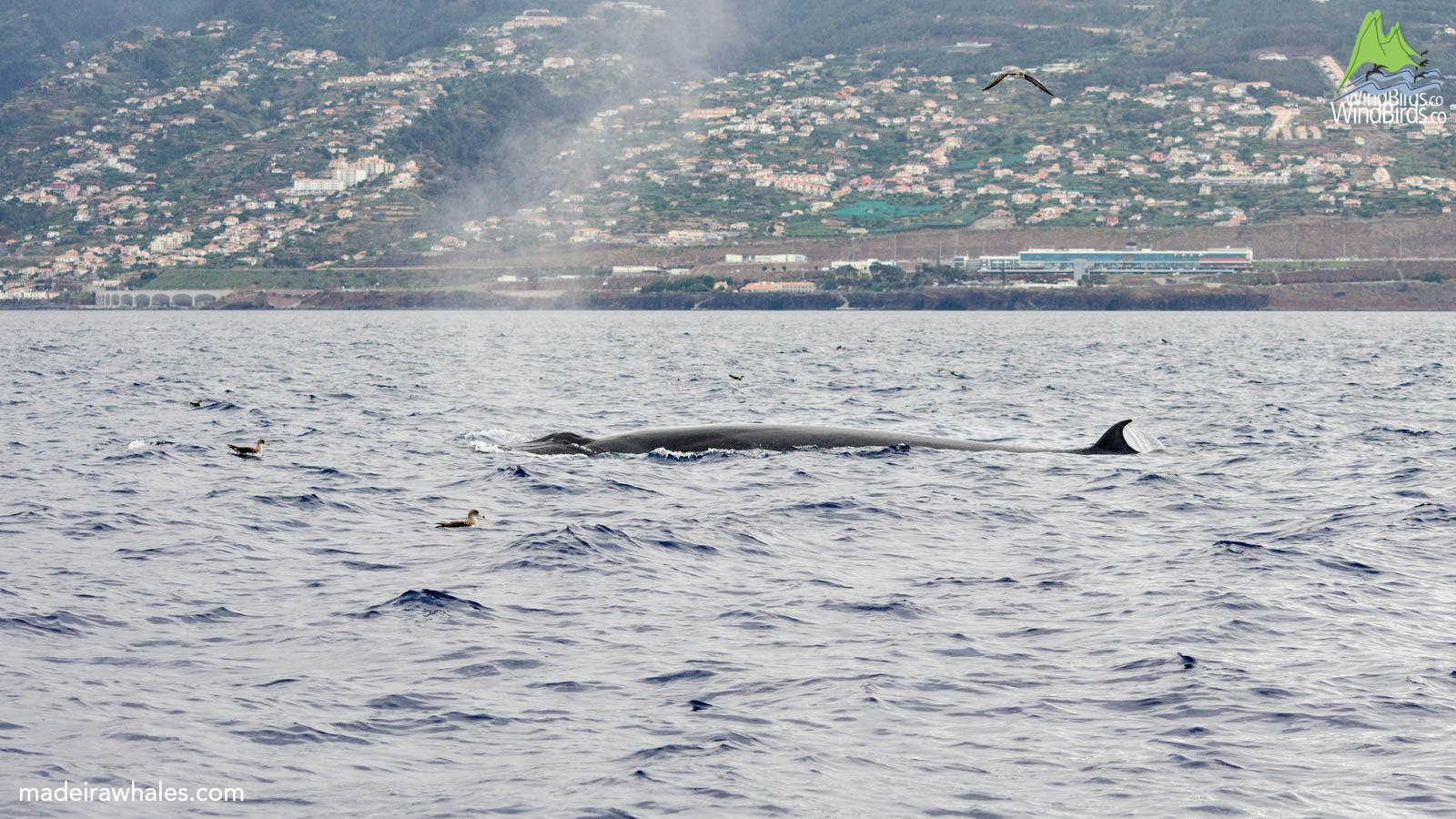A Bryde’s whale’s long back and small dorsal fin break the surface below a built-up hillside.