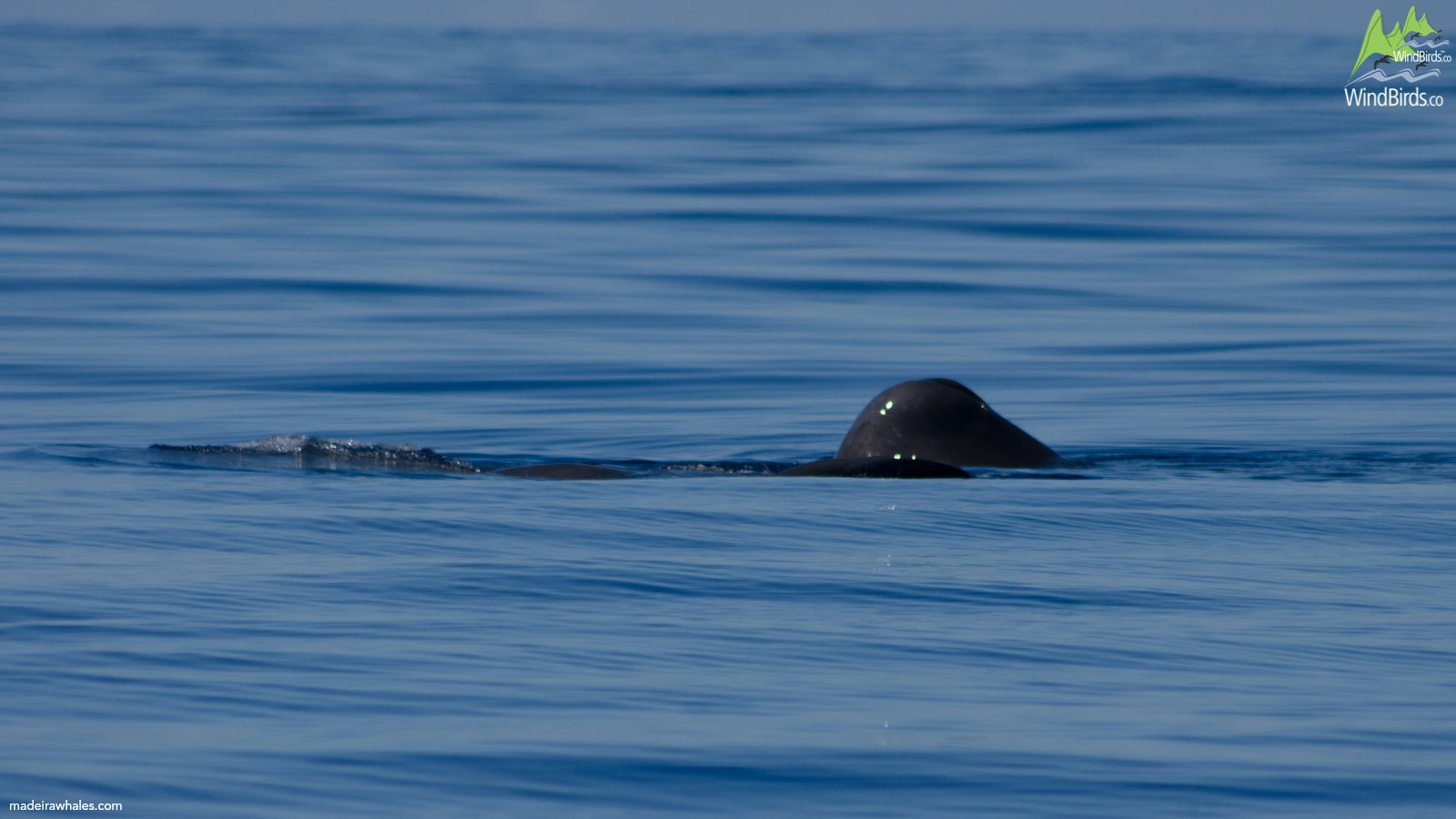 A sperm whale’s back and rounded dorsal hump break the surface of very calm blue water.