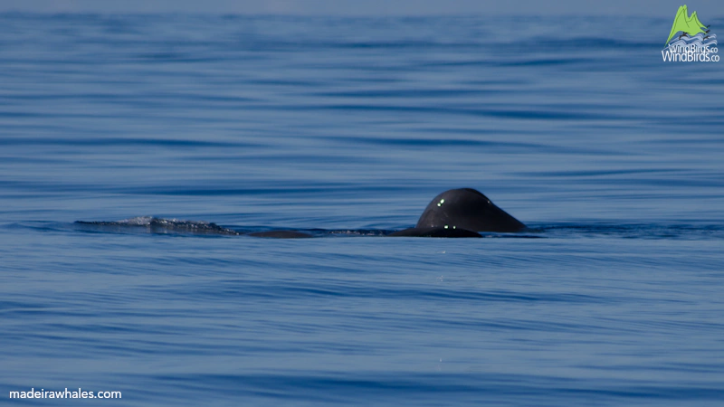 A sperm whale’s back and rounded dorsal hump break the surface of very calm blue water.