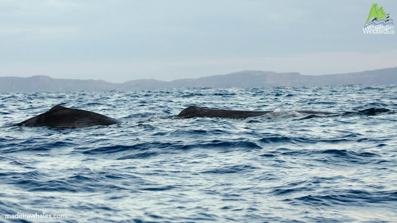Sperm whales surface in a line, their broad backs visible with the coast behind them.
