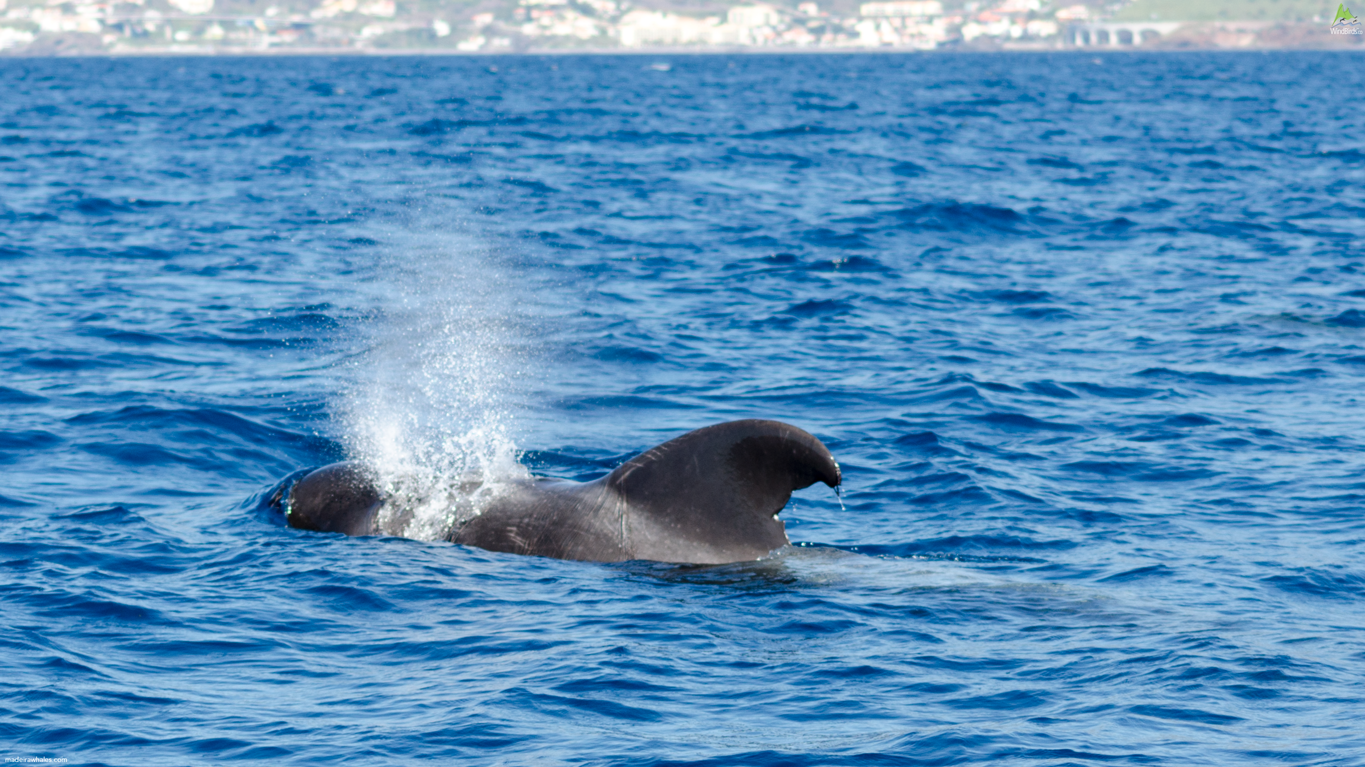 Short-finned Pilot whale Globicephala macrorhynchus