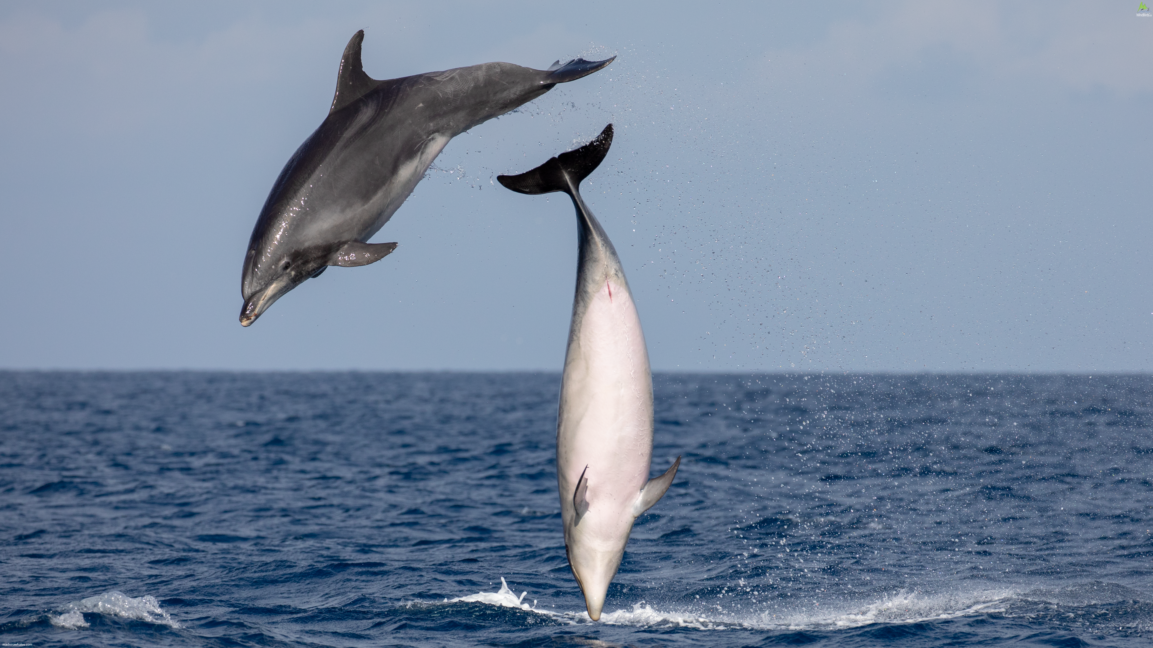 Common Bottlenose dolphin Tursiops truncatus