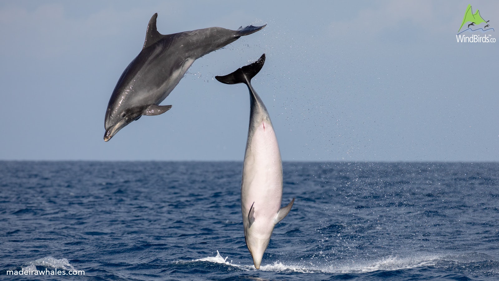 Whale Watching Around Madeira In July 2018 Madeira Whales whale-watching-around-madeira-in-july-2018-madeira-whales