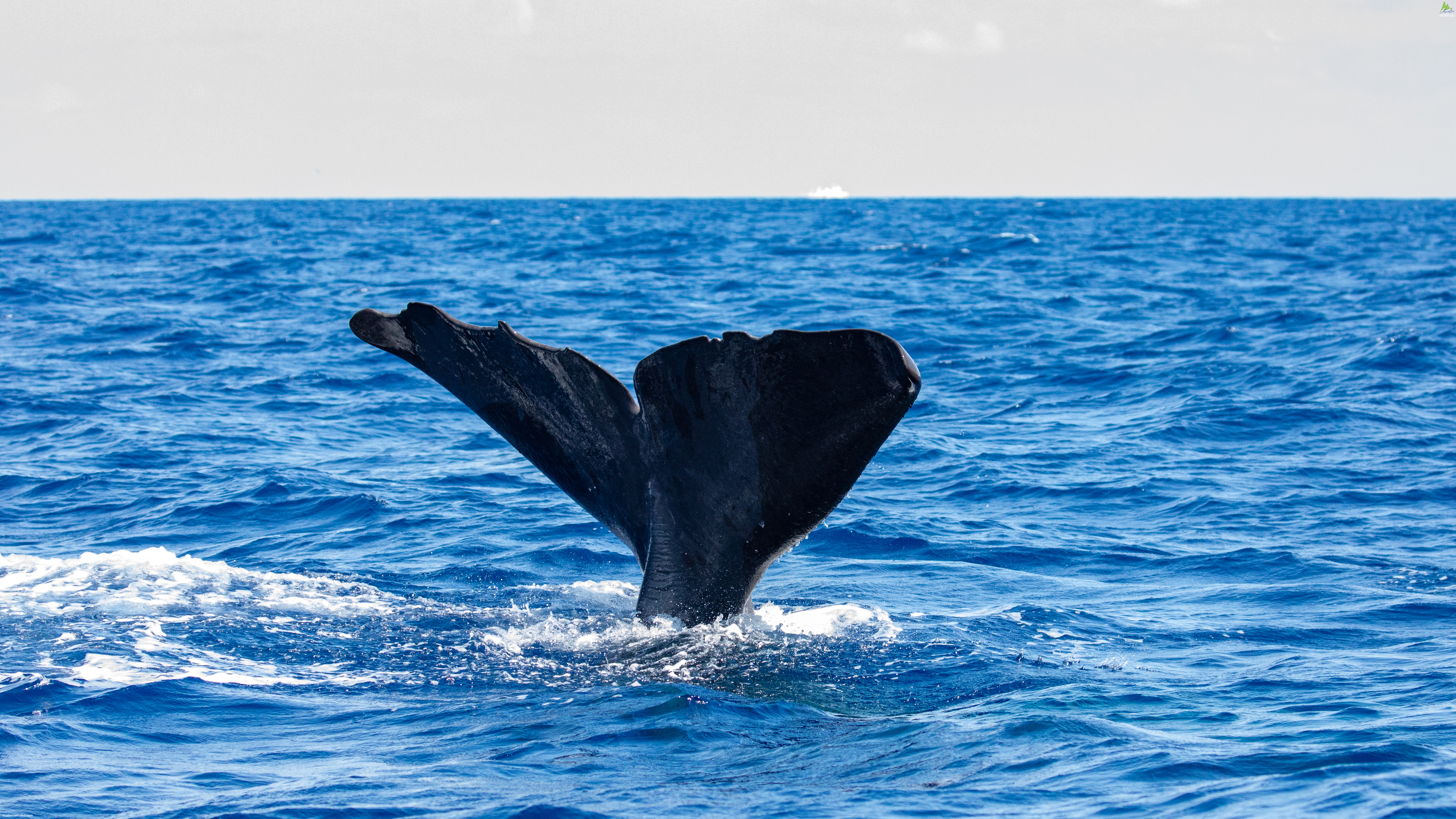 Sperm whale Physeter macrocephalus