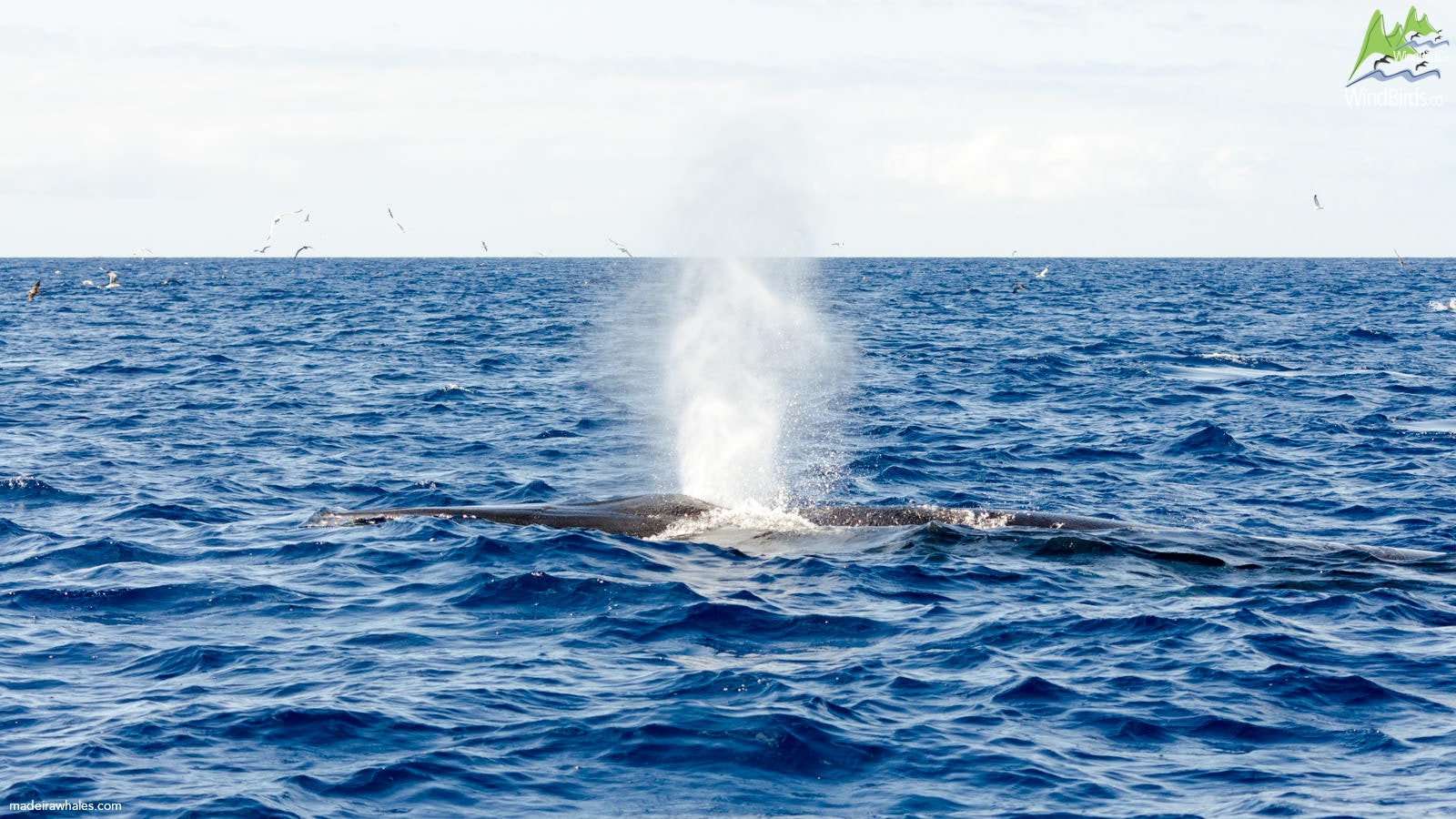 Bryde's whale