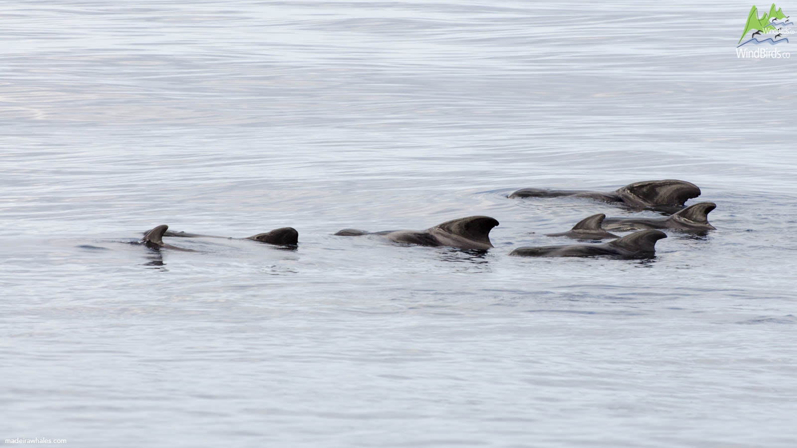 Short-finned pilot whale Globicephala macrorhynchus