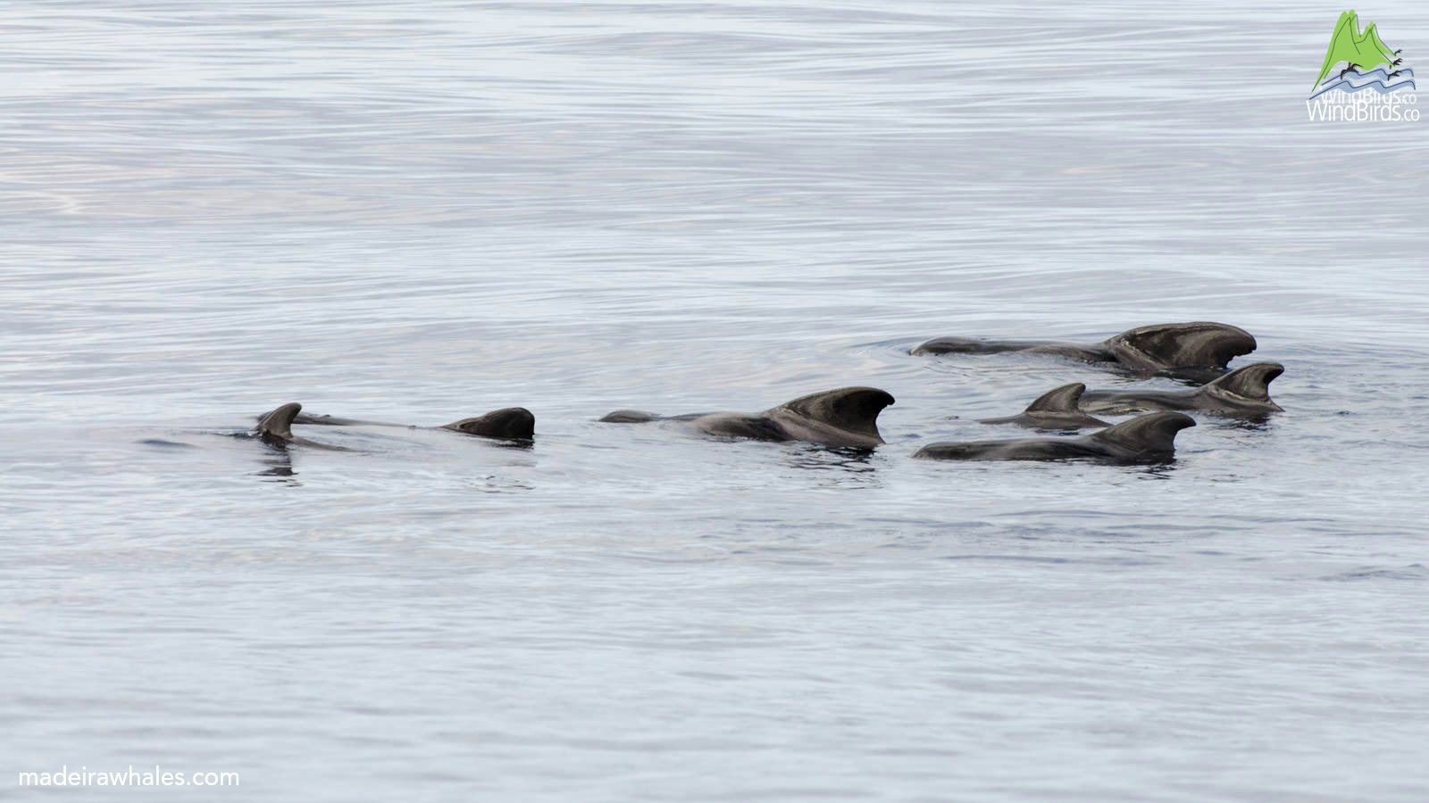 A group of short-finned pilot whales swims through calm water, showing several curved dorsal fins.