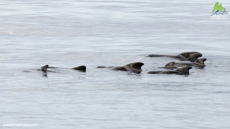 A group of short-finned pilot whales swims through calm water, showing several curved dorsal fins.