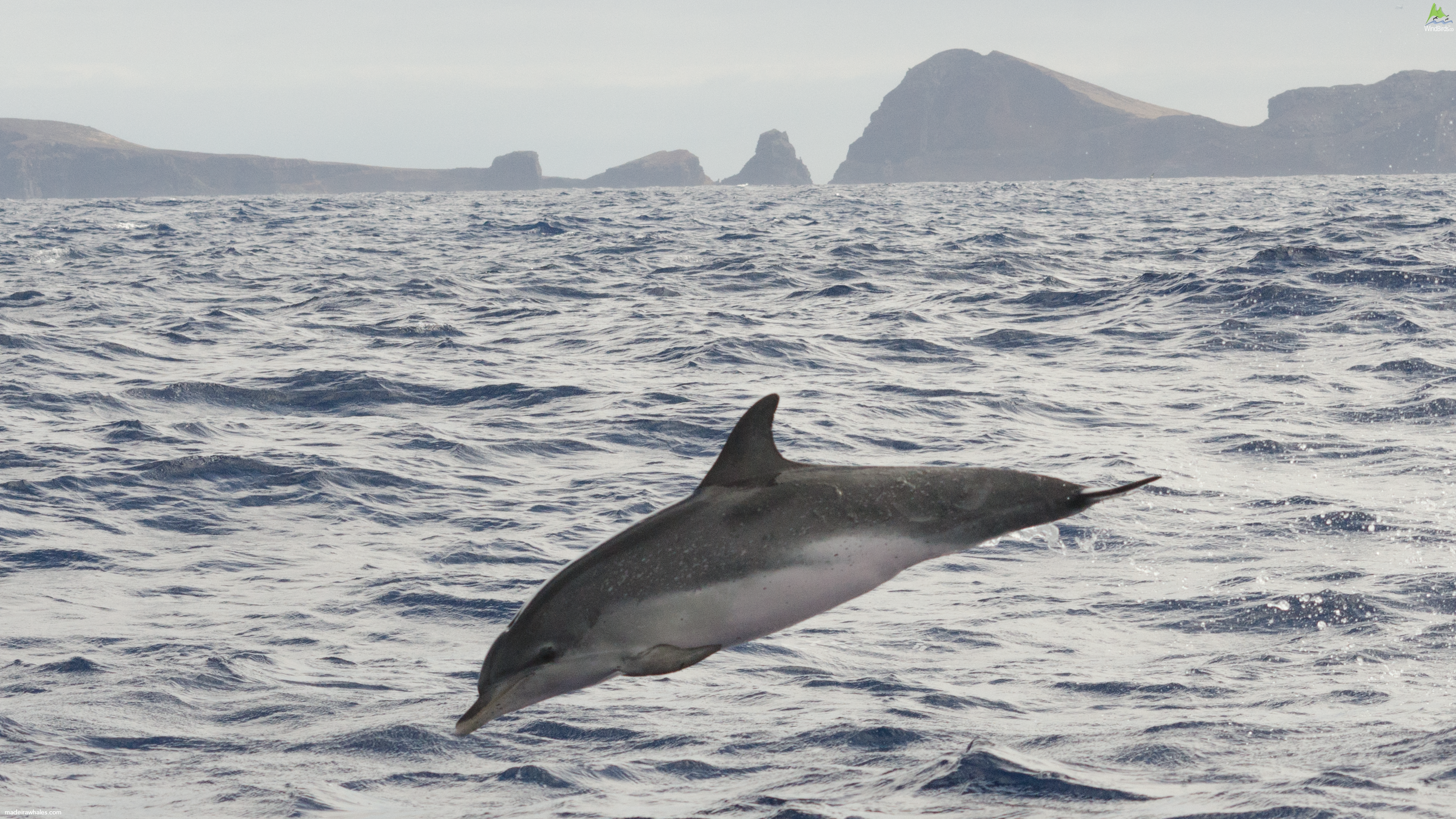 Atlantic Spotted dolphin Stenella frontalis
