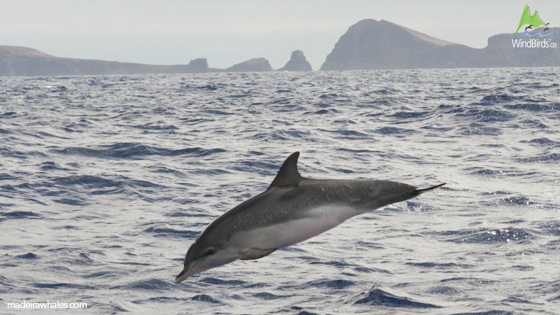 Atlantic Spotted dolphin Stenella frontalis