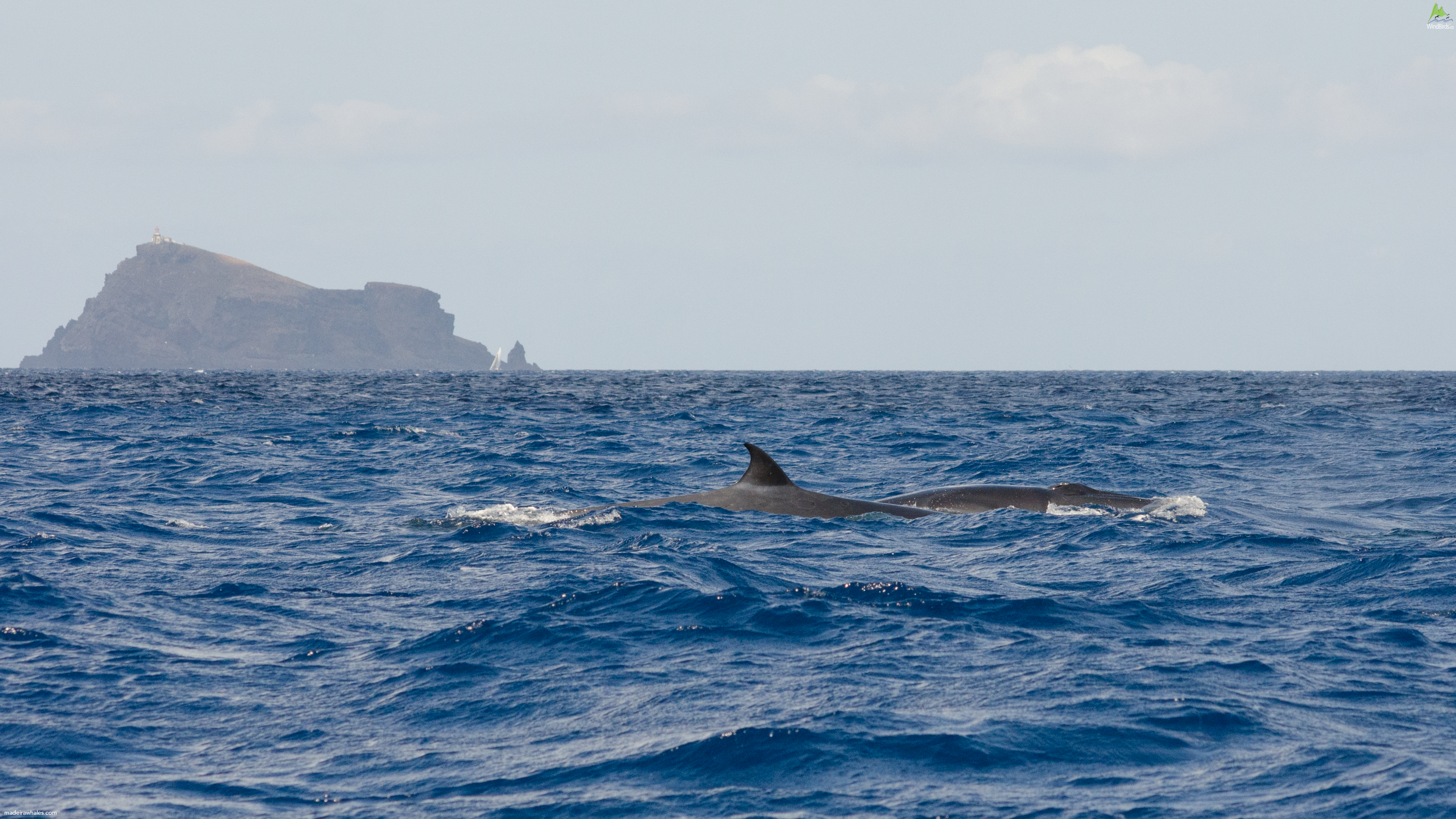 Bryde's whale Balaenoptera edeni