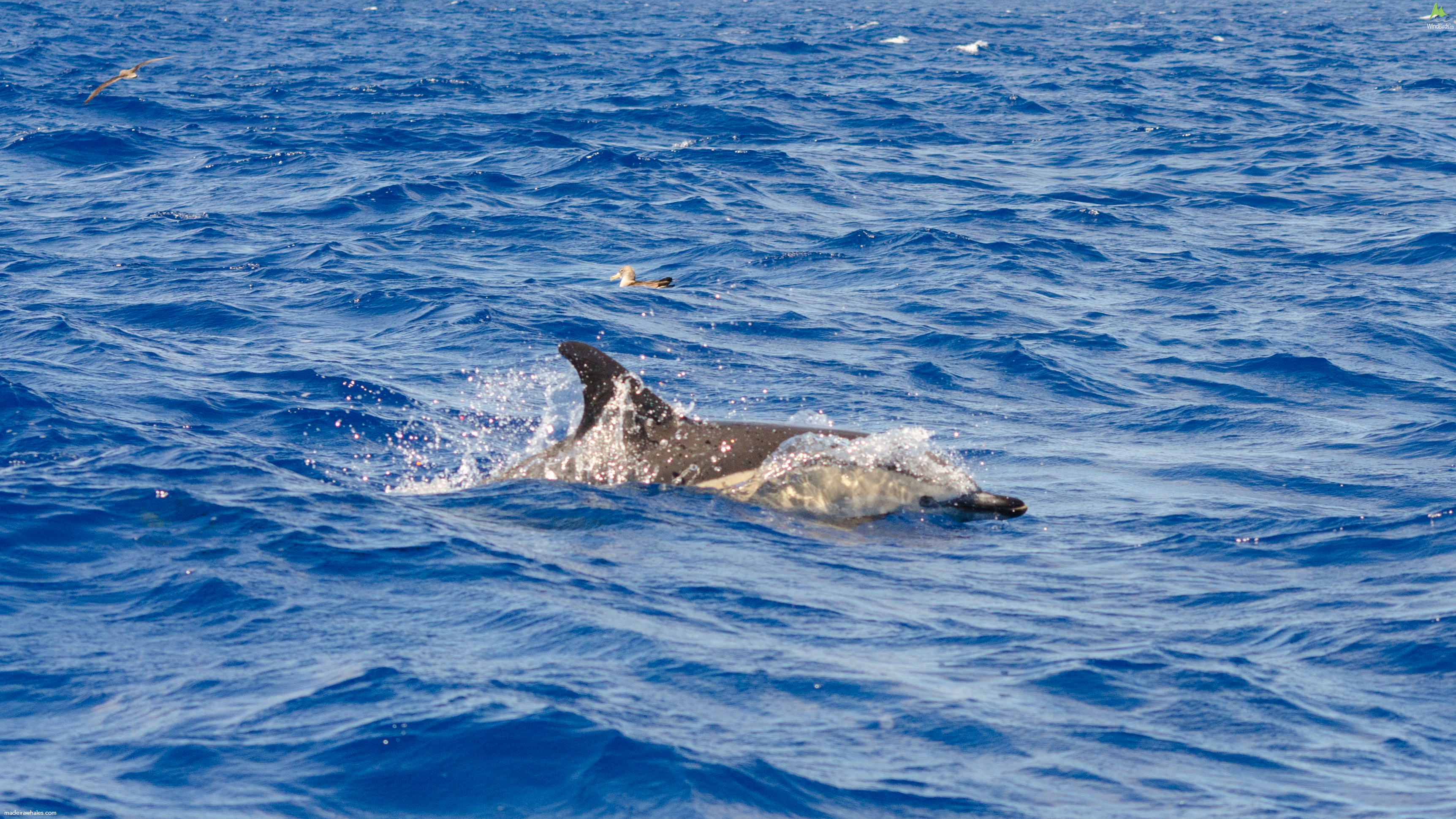 Short-beaked common dolphin Delphinus delphis