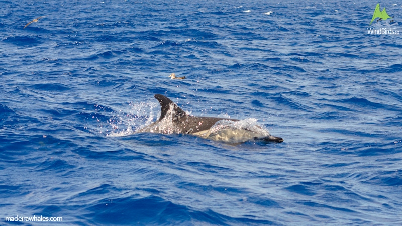 Short-beaked common dolphin Delphinus delphis