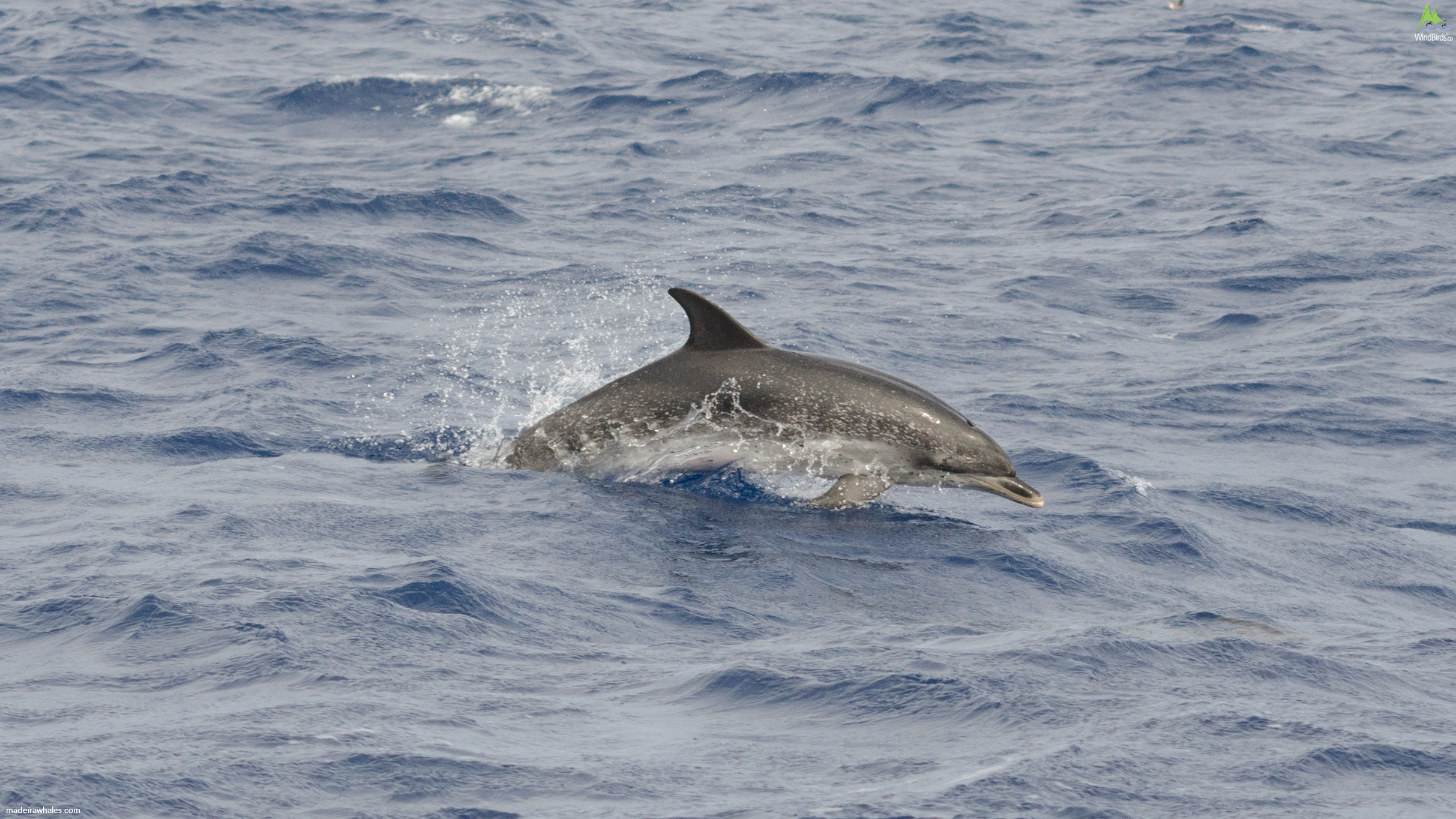 Atlantic spotted dolphin Stenella frontalis