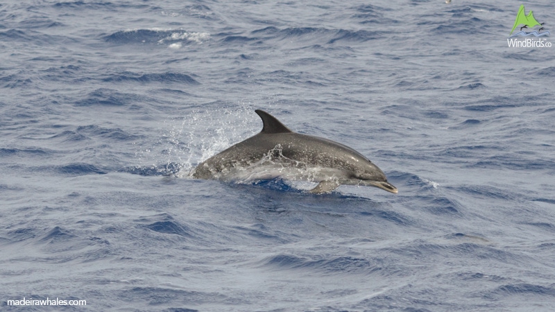 Atlantic spotted dolphin Stenella frontalis