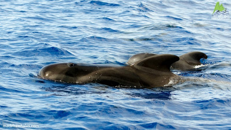 Short-finned pilot whales swim side by side, showing rounded foreheads and broad dorsal fins.