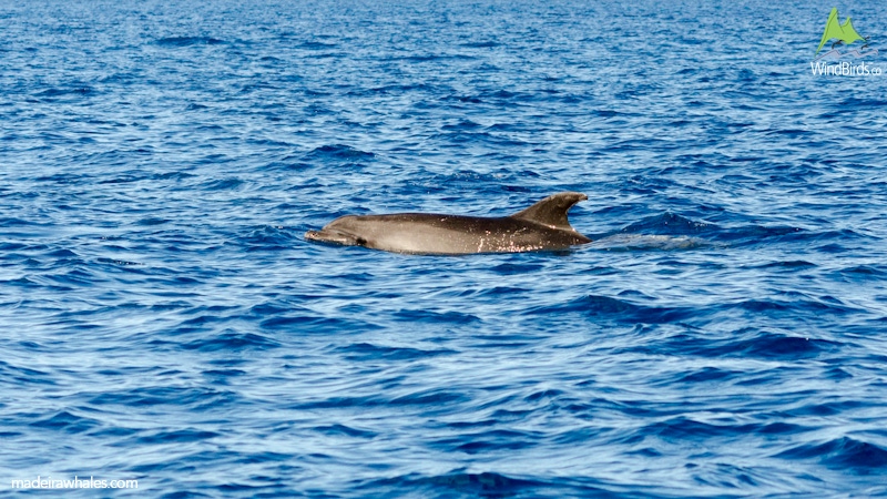 Common Bottlenose Dolphin Tursiops truncatus