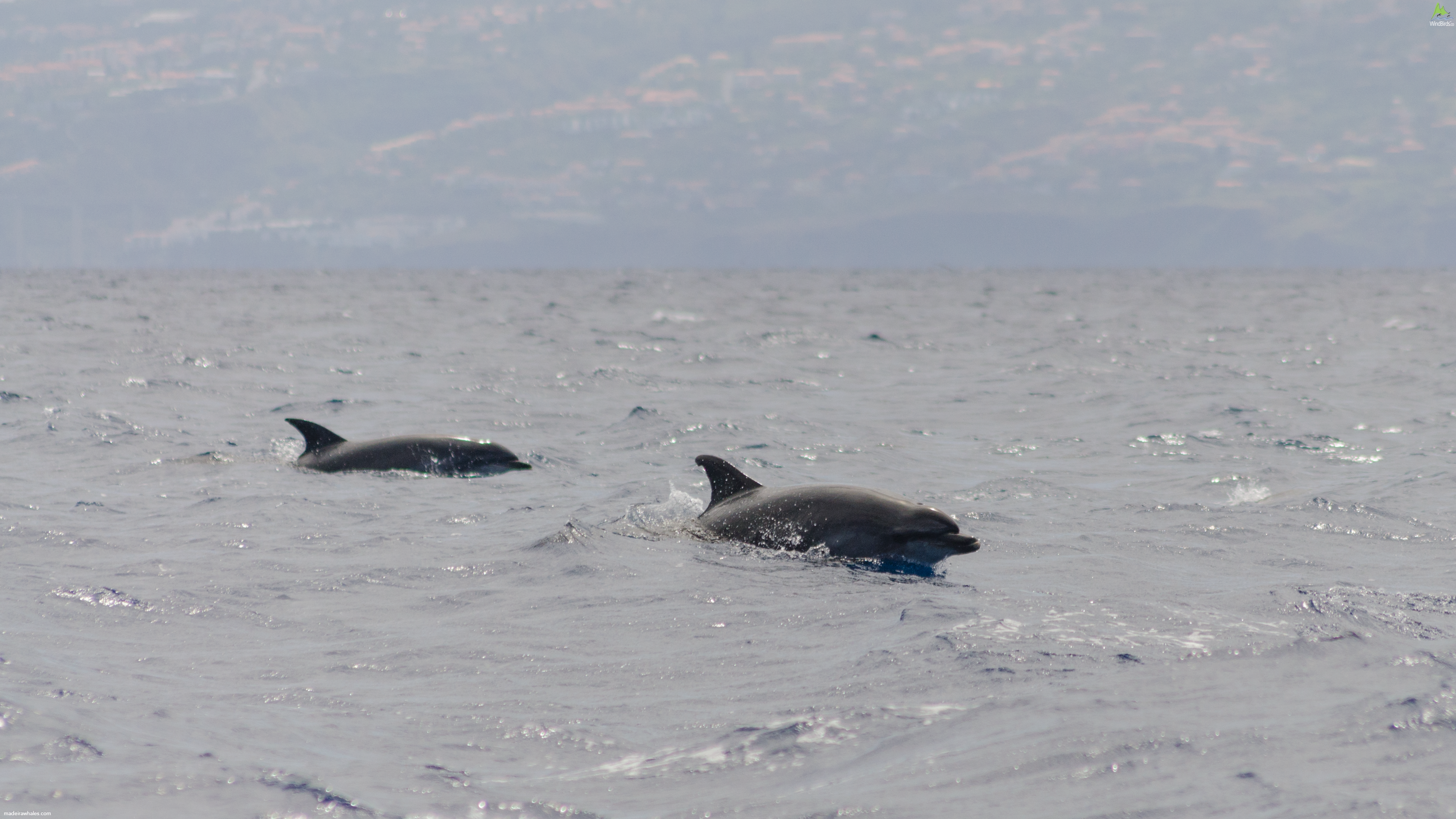 Common Bottlenose dolphin Tursiops truncatus