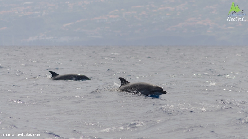 Common Bottlenose dolphin Tursiops truncatus