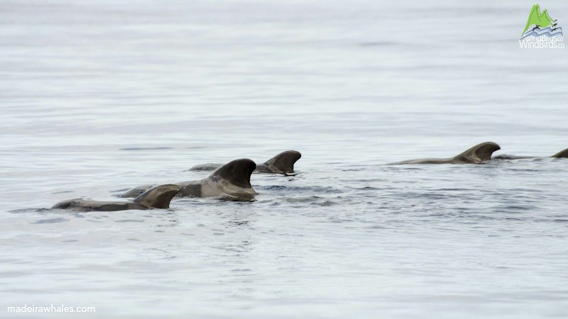 Several short-finned pilot whales surface in a row across smooth, pale water.
