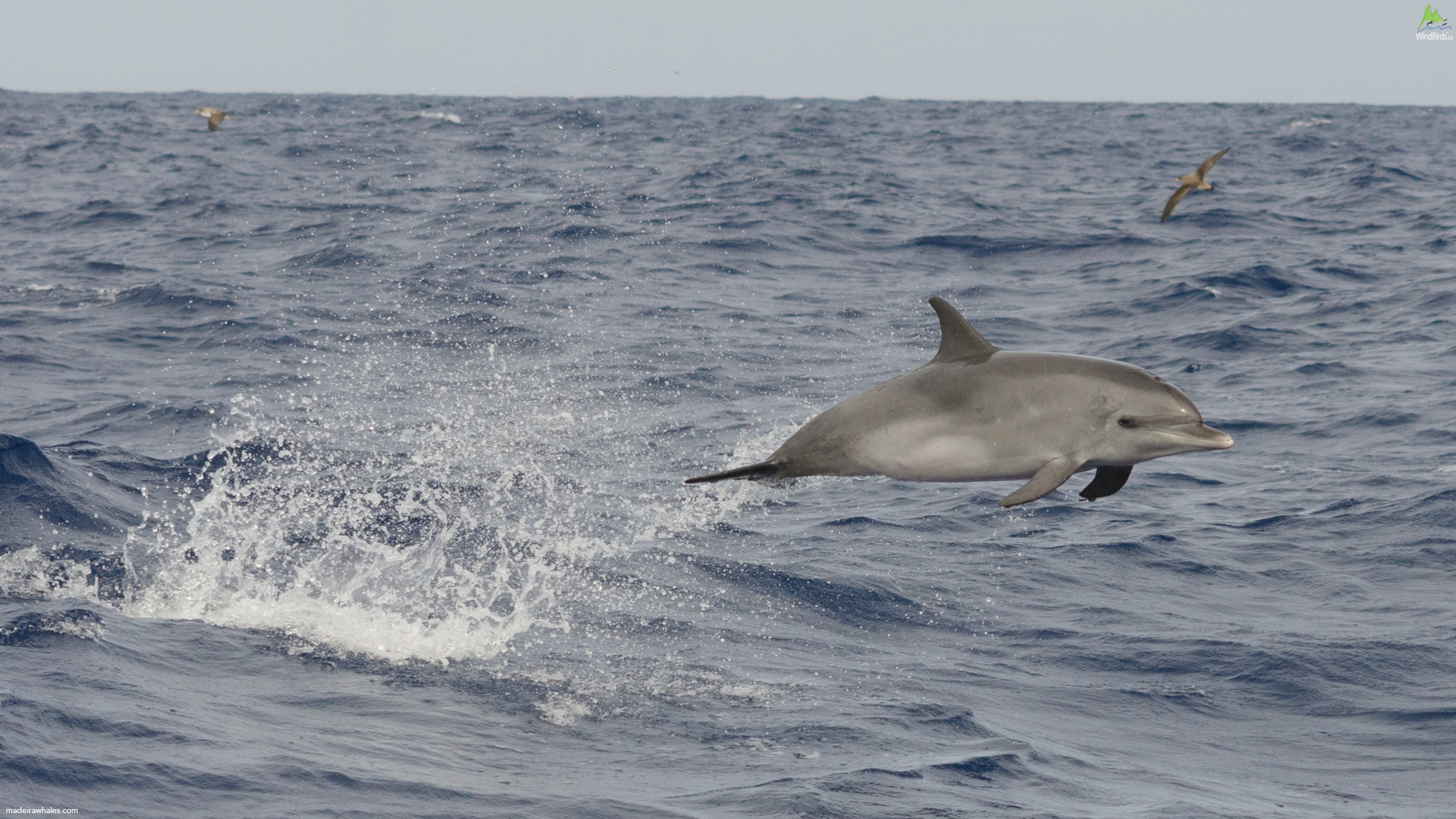 Atlantic Spotted dolphin Stenella frontalis
