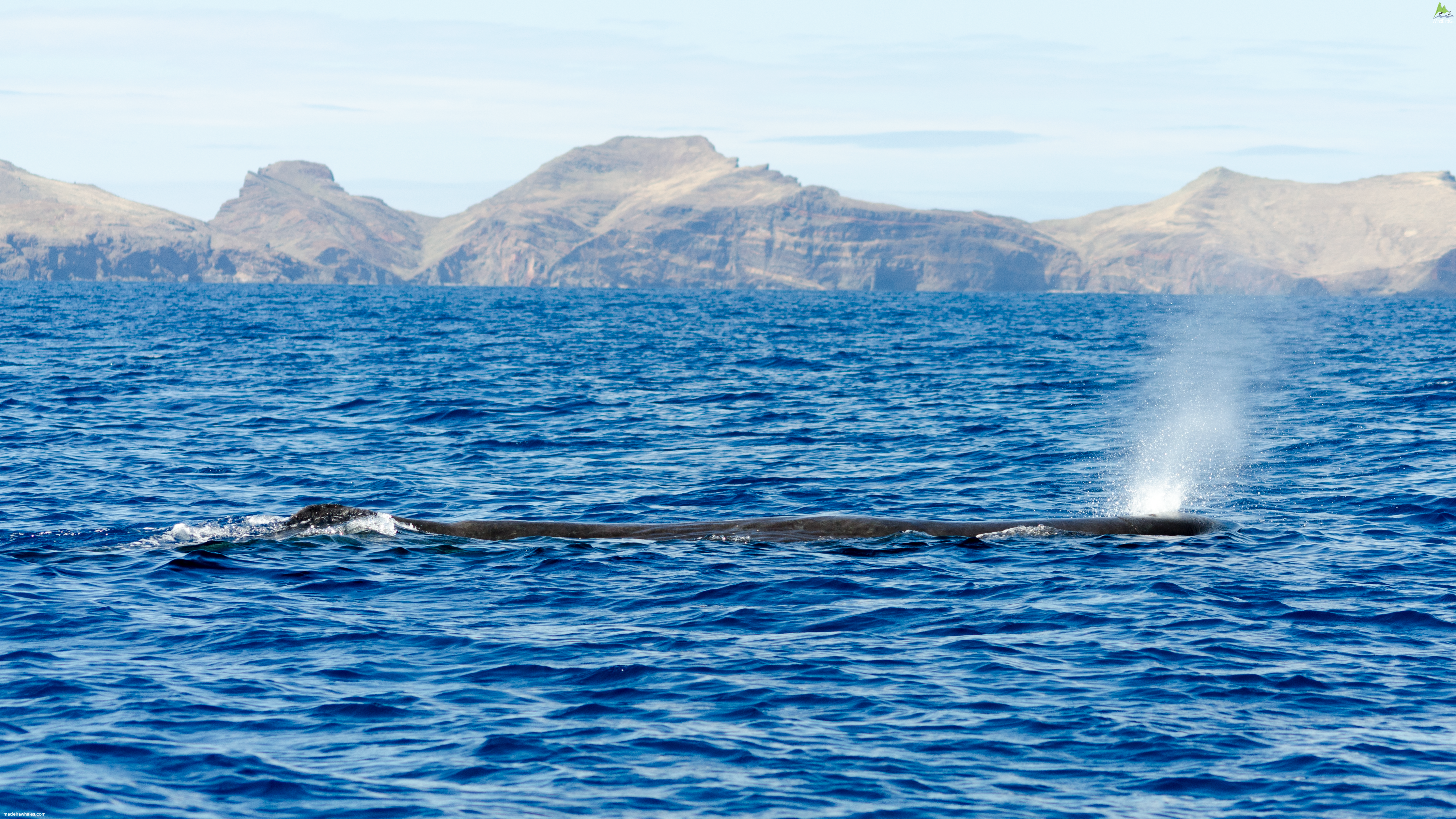Sperm whale Physeter macrocephalus