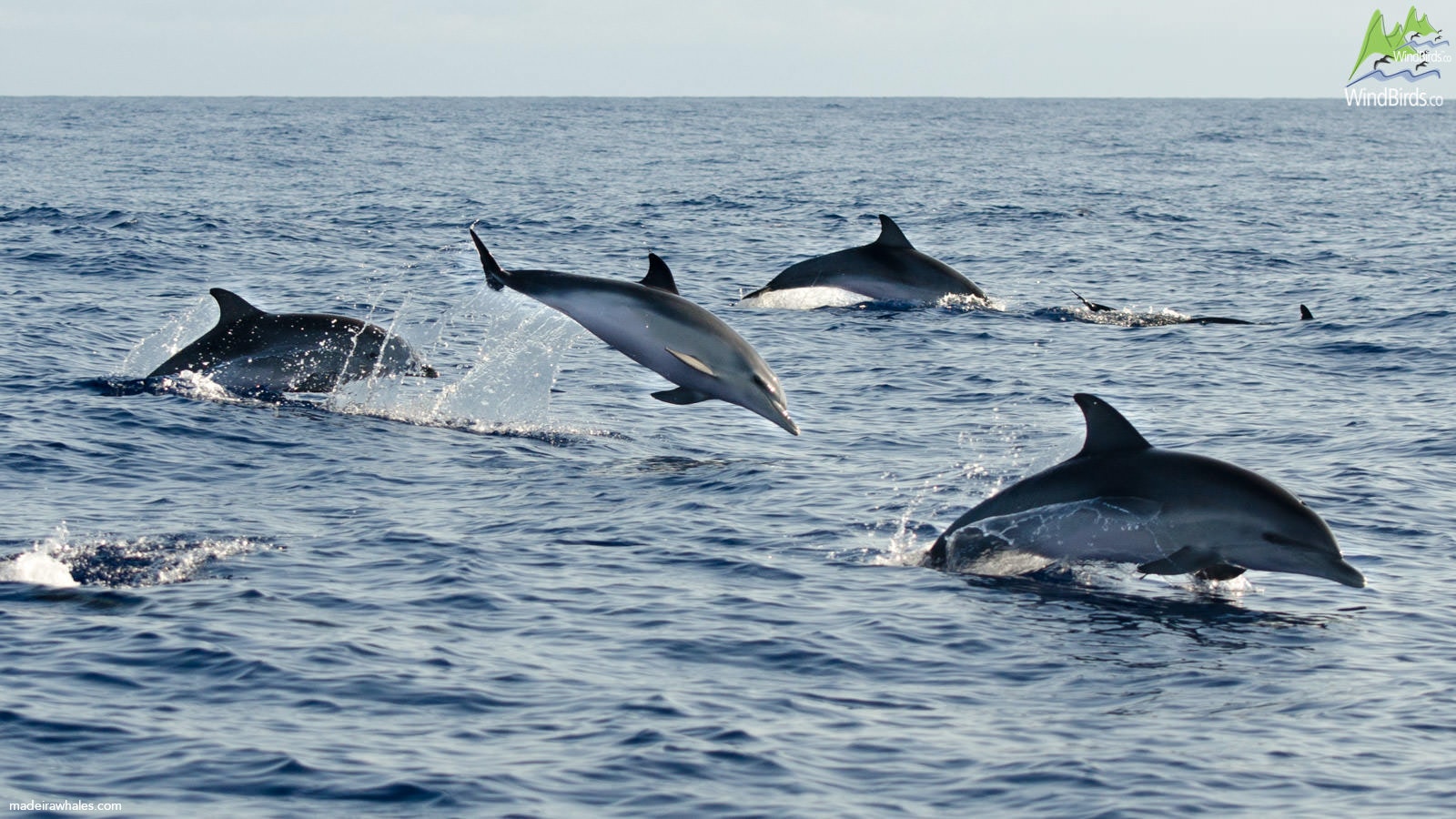 Atlantic spotted dolphin Stenella frontalis