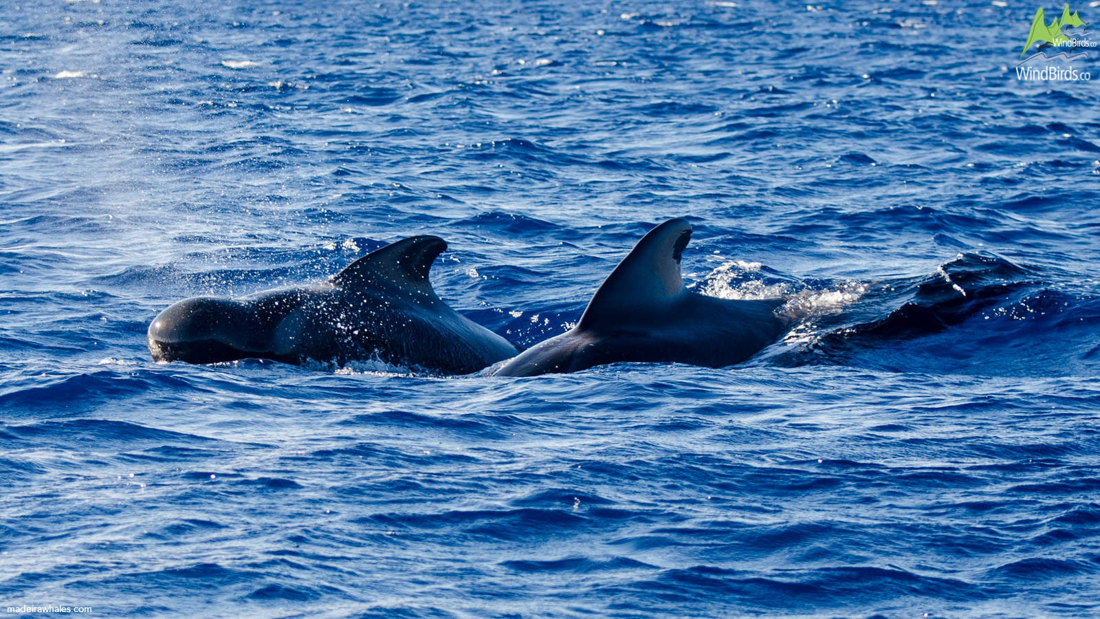 Short-finned Pilot whale Globicephala macrorhynchus