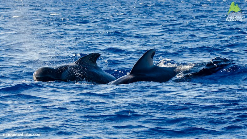 Short-finned pilot whales swim closely together among small waves, showing rounded heads and tall dorsal fins.